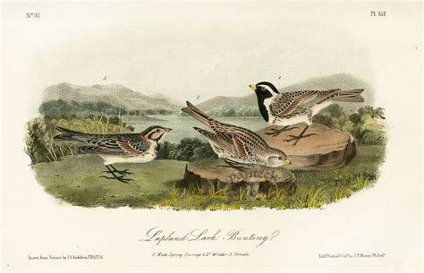 Audubon Bird Prints from Birds of America, 1st octavo edition 1840-1844