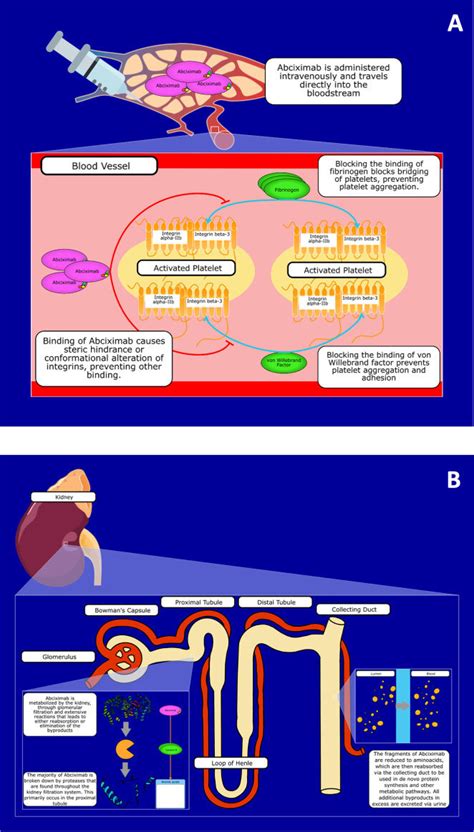 ( A ) The drug action (mechanism of action or MOA) and ( B ) drug... | Download Scientific Diagram