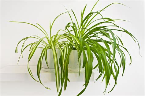 Spider Plant Care — How to Care for Spider Plants | Trusted Since 1922