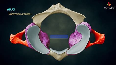 Atlas Spine Anatomy