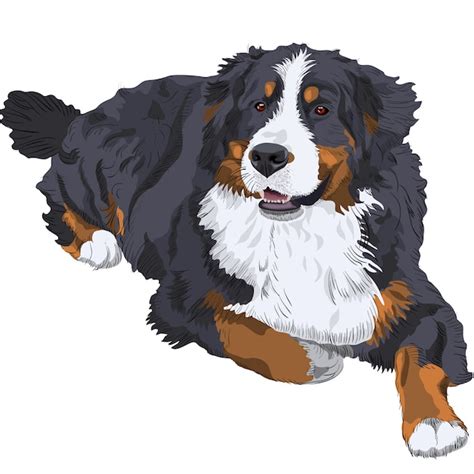 Premium Vector | Bernese mountain dog breed