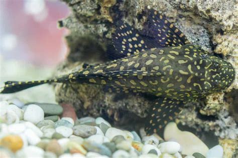 Ultimate Gold Nugget Pleco Care Guide - Aquariadise