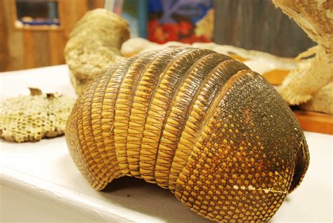 Armadillo Shell | At Joseph Moore Museum, on the Earlham Col… | Flickr