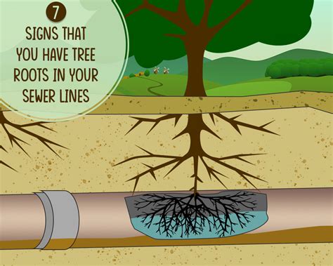 7 Signs of Tree Roots in the Sewer Line & How to Fix it