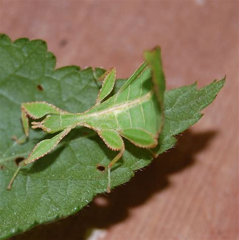 Leaf insects | Insects for kids, Stick insect, Stick insect facts