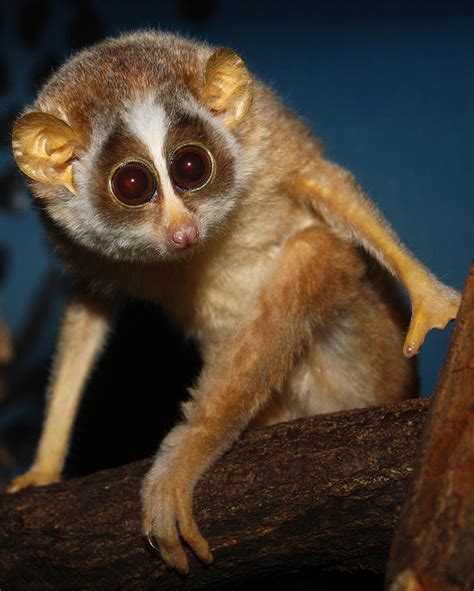 Roter Schlanklori / Red Slender Loris (Loris tardigradus) | Flickr