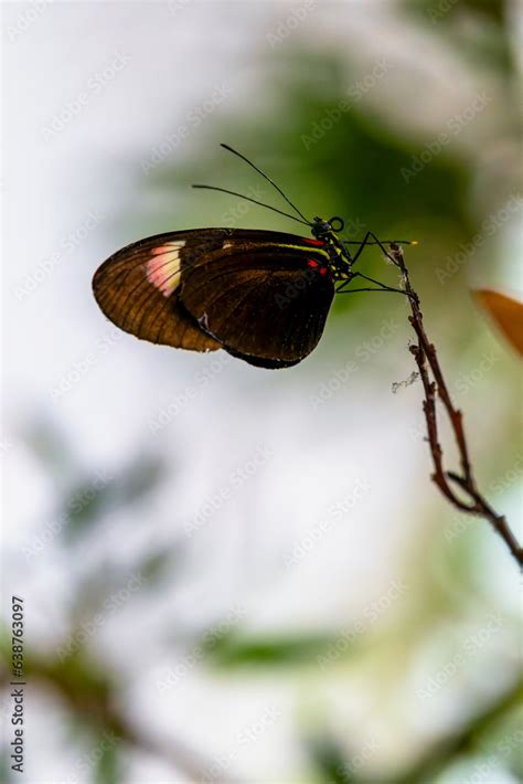 Red Postman Butterfly "Heliconius erato" on twig isolated against blurred white background. Side ...