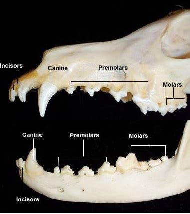 teeth molars canine incisors