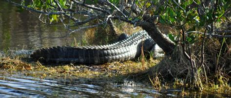 Merritt Island National Wildlife Refuge is one of the most wildlife-rich places you can go to in ...