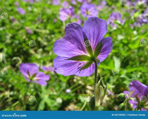 Summer Flowers in Maine stock photo. Image of botanical - 60738982