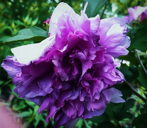 Double Purple Hardy Hibiscus For Sale Online | The Tree Center