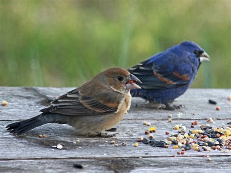 Blue Grosbeak - Passerina caerulea | Wildlife Journal Junior