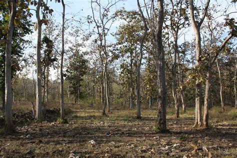 File:Forest Owlet (Heteroglaux blewitti) Habitat in Melghat ...