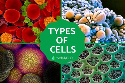 6 Types of Cells - Definition, Characteristics, Structure and Functions