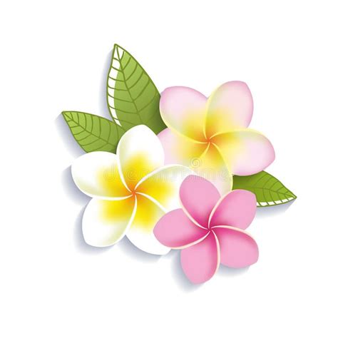 Vector Plumeria Flowers On A White Background - Download From Over 61 Million High Quality Stock ...