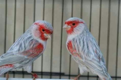 two red and gray birds sitting on top of a white table next to each other