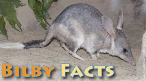 Bilby Facts For Kids - Information, Pictures & Video