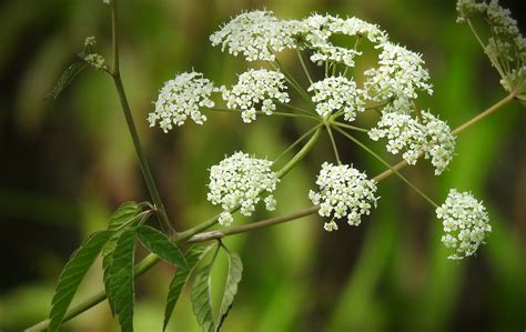 Water Hemlock — The Deadliest Plant In North America - Learn Your Land