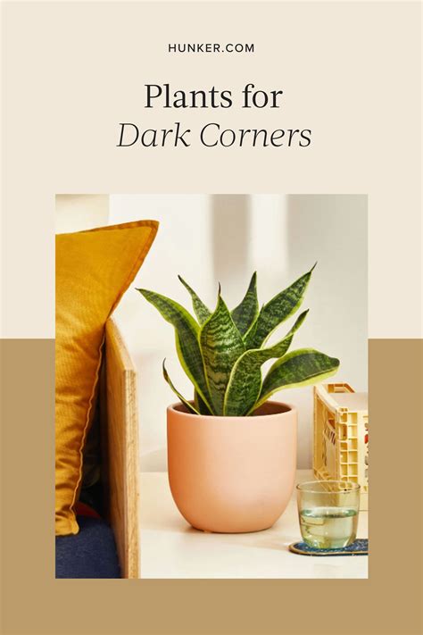 Mysteriously, These 6 Plants Will Thrive in Dark Corners | Hunker in ...