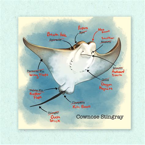 Stingray Anatomy Diagram