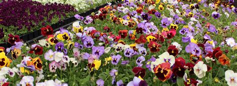 Pansy Edible Flowers | Nurtured in Norfolk