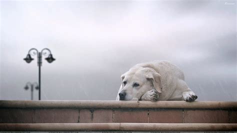 Sad Dogs, sad puppy HD wallpaper | Pxfuel