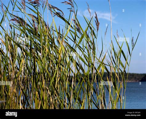 Archipelago with grass hi-res stock photography and images - Alamy