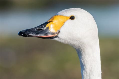 Bewick's Swan by Geoff Snowball - BirdGuides