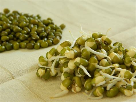 Mung Bean Sprouts Fact, Health Benefits & Nutritional Value