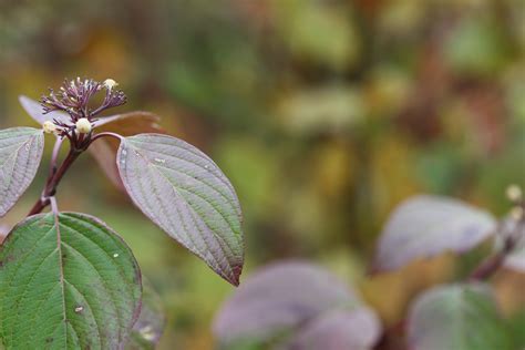 Fall Plant Free Stock Photo - Public Domain Pictures