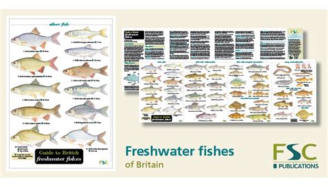 Printable Fish Identification Chart