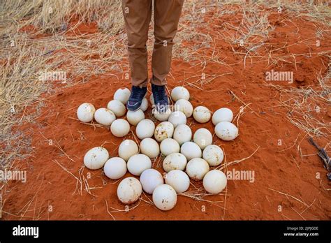 ostrich egg, ostrich eggs Stock Photo - Alamy