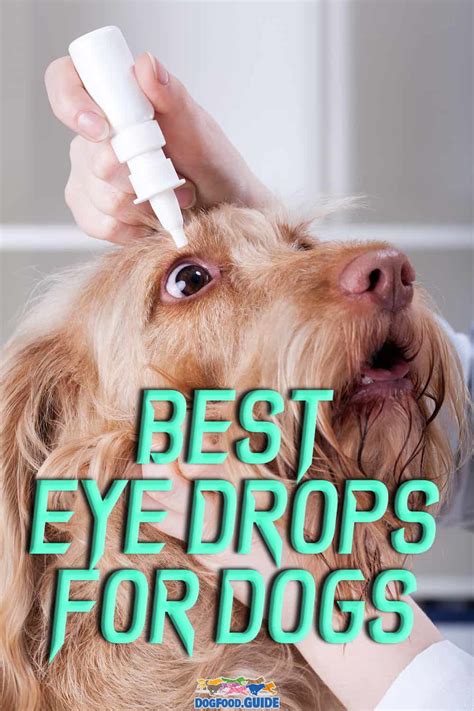 6 Best Eye Drops for Dogs: A Comprehensive Guide to Eye Health