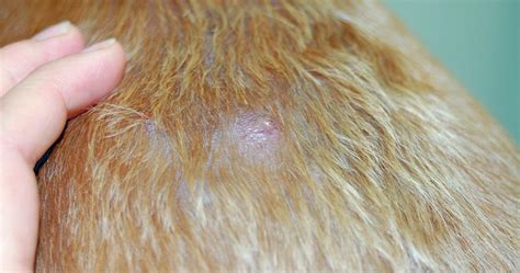 Are Dog Bacterial Skin Infections Contagious