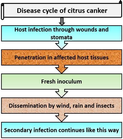 What is Citrus Canker? Causative agent, Symptoms & Pathogenecity ...