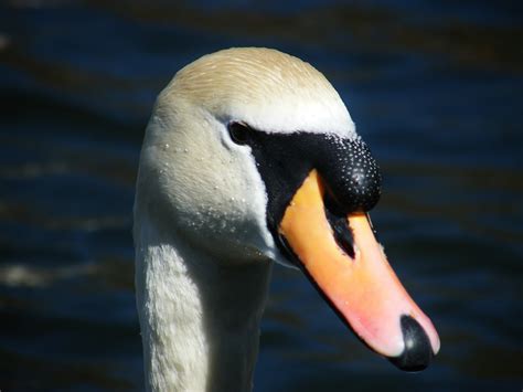 swan face by smudgehowler on DeviantArt