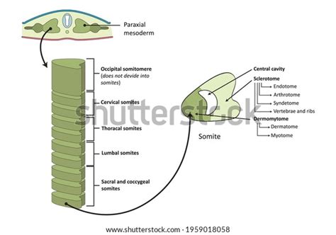 Paraxial Mesoderm Development Somites Somitomeres Stock Illustration ...