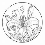 Lily coloring page – Coloring Corner sketch template