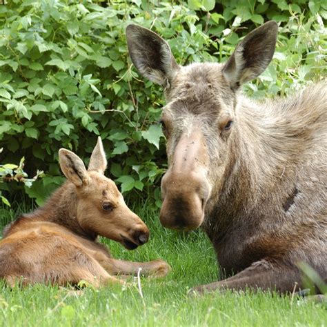 4 Things To Know For Viewing Moose In Alaska | TravelAwaits