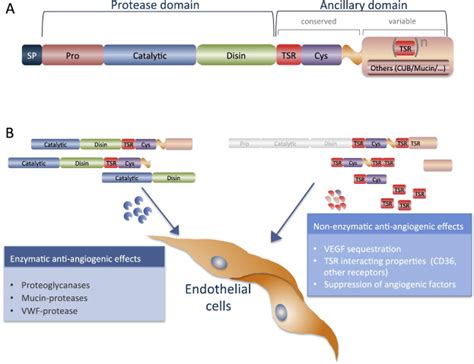 Schematic diagram of ADAMTS proteases and anti-angiogenic effects. A ...