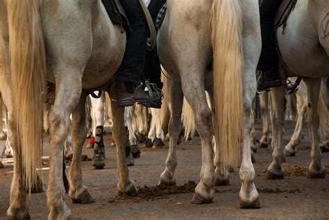 Camargue Horses Race - Free photo on Pixabay