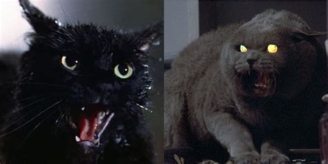 10 Creepiest Cats In Horror Movies - The Times Of Bollywood