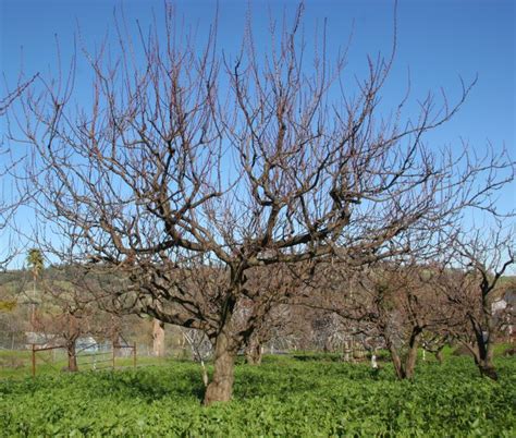 Sunny Slope Orchard: Pruning Season