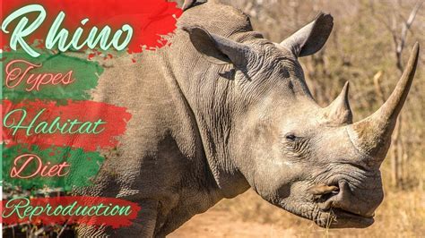 Rhinoceros - Introduction to Rhino, Rhino Species, Rhino Habitat, Rhino ...