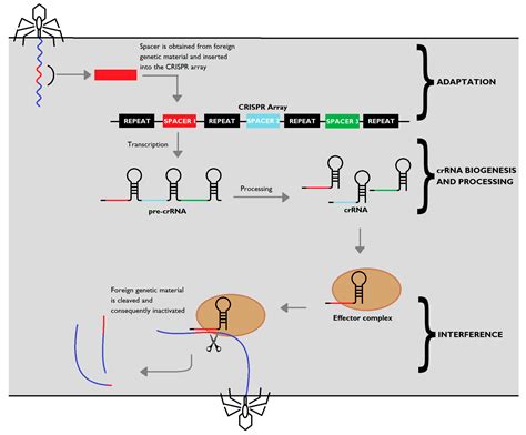 Could you answer some basic questions on CRISPR-cas9? | ResearchGate