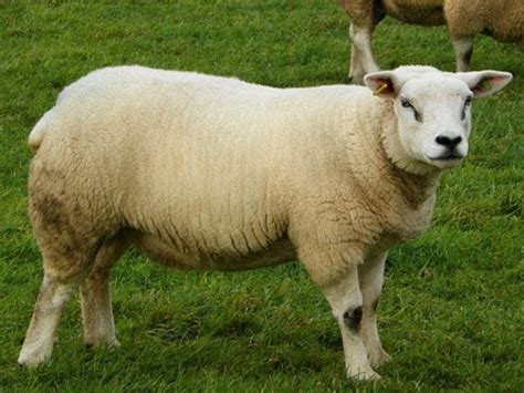 Texel sheep | Sheep, Texel, Sheep and lamb