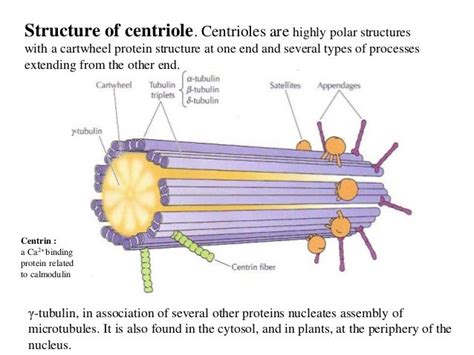 Microtubules In A Plant Cell