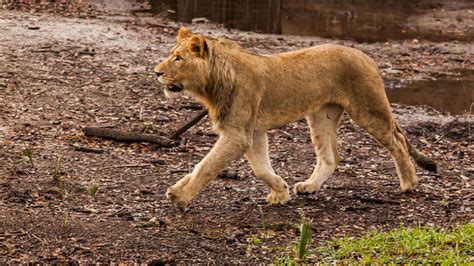 Jacksonville zookeeper escapes charging lion