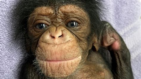 Newborn Chimp Reunited With Mom After C-Section - National Animal News