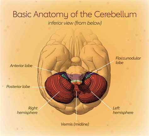 When Stroke Affects the Cerebellum - Stroke Connection Magazine ...